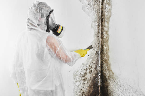 Best Mold Testing  in Clinton, OH