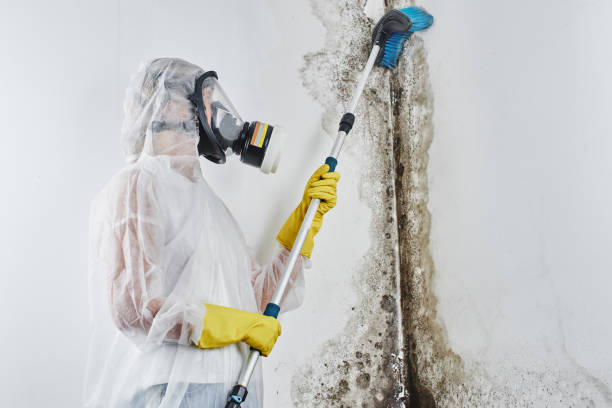 Best Black Mold Removal  in Clinton, OH