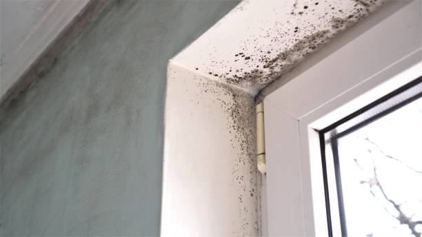 Best Commercial Mold Removal  in Clinton, OH