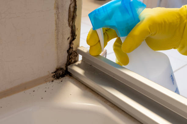 Best Emergency Mold Removal  in Clinton, OH