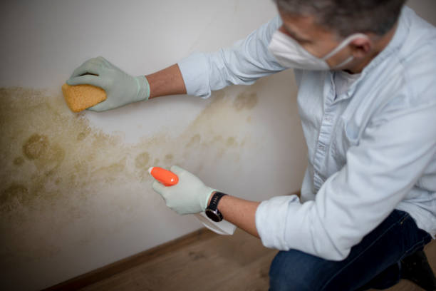 Best Crawl Space Mold Removal  in Clinton, OH