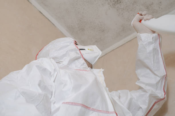 Best Same-Day Mold Removal  in Clinton, OH