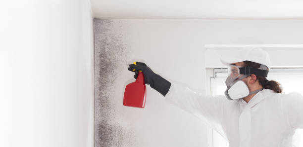 Best Local Mold Removal Service  in Clinton, OH