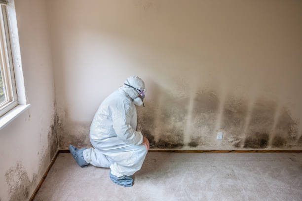 Best Best Mold Removal Companies  in Clinton, OH