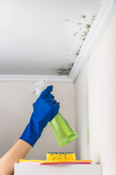 Best Black Mold Removal  in Clinton, OH